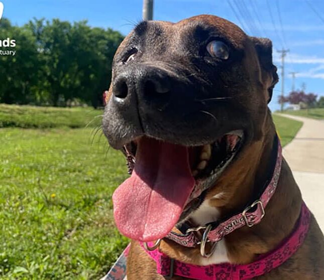 older dog posing for image