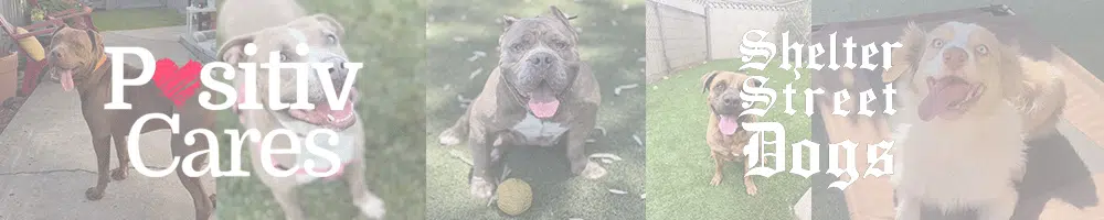 Shelter Street Dogs